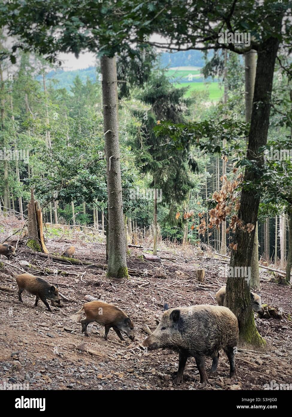 Wild boars in a German forest Stock Photo