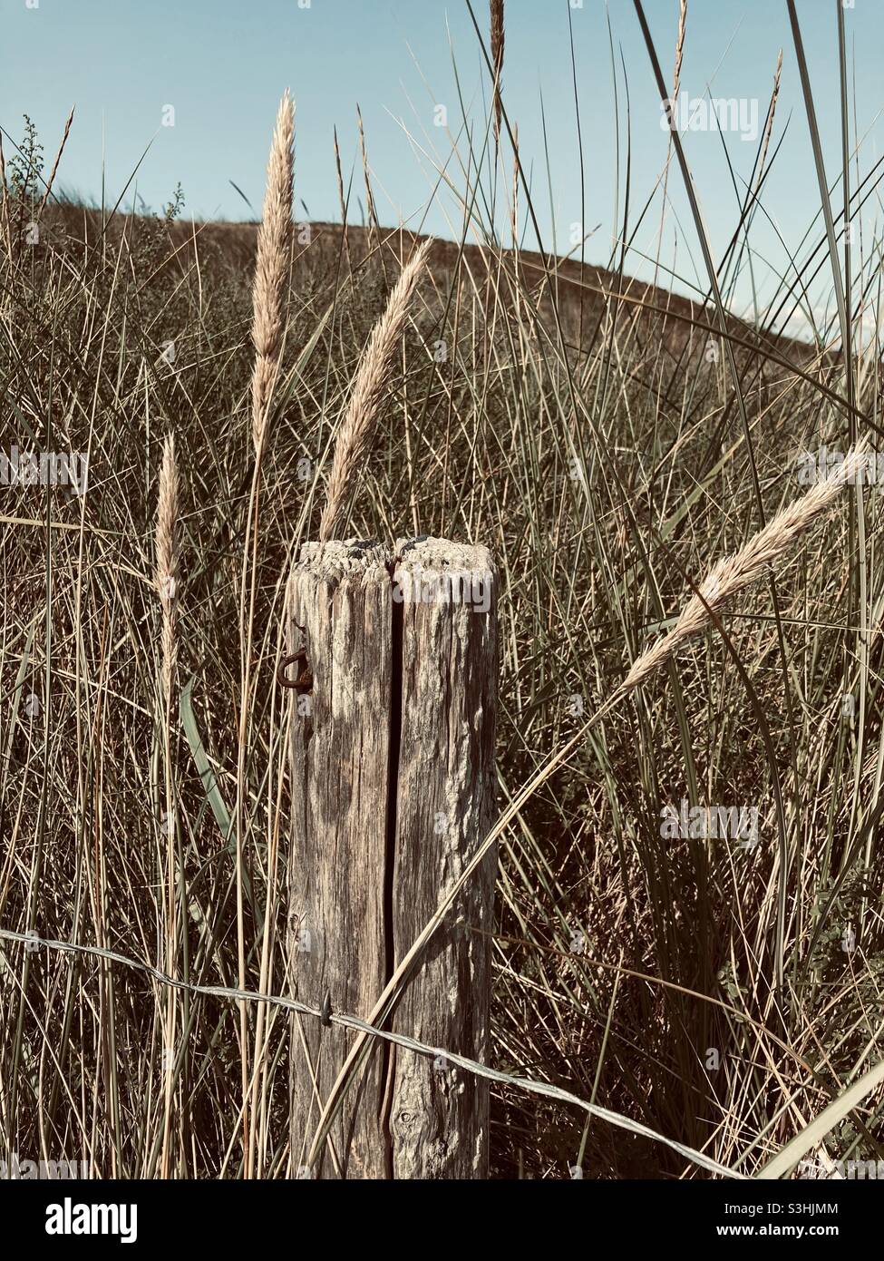 a weathered old wooden fence post is overgrown with grasses against a blue sky Stock Photo