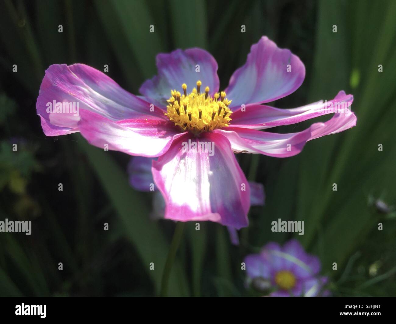 Light, sunlight, garden, leaves, green, pink, white, yellow, live, dream, greenery, joy, uplifting, balance, peace, beauty - Smartphone Captured Stock Image