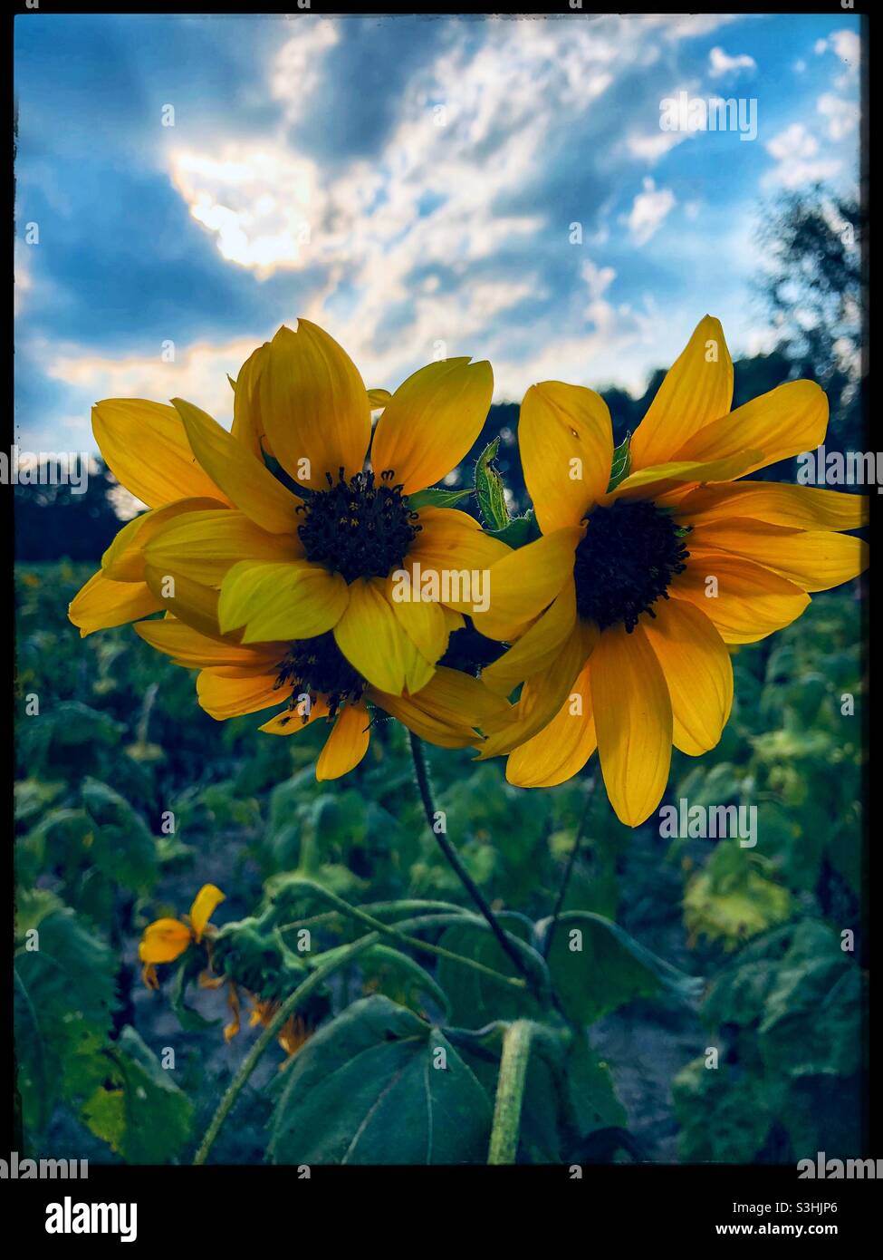 Sunflowers Stock Photo