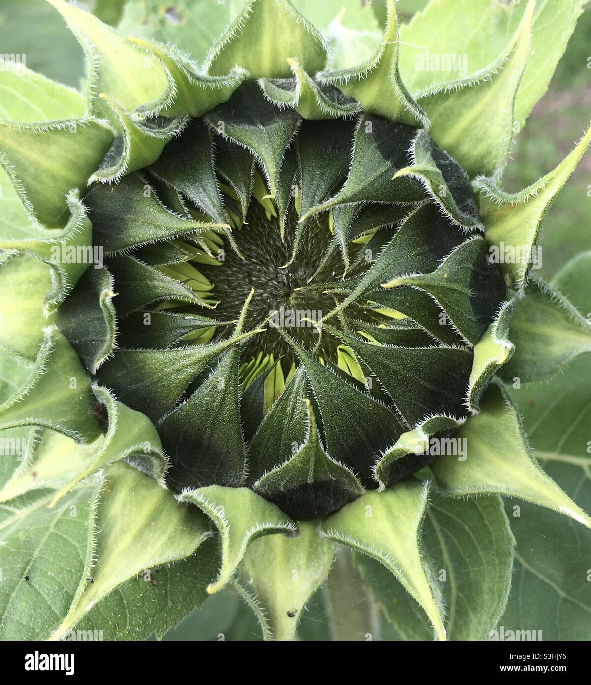 Sunflower, pattern, texture, circle, nature, green, life, growth, unfolding awe, inspiring - Smartphone Captured Stock Image