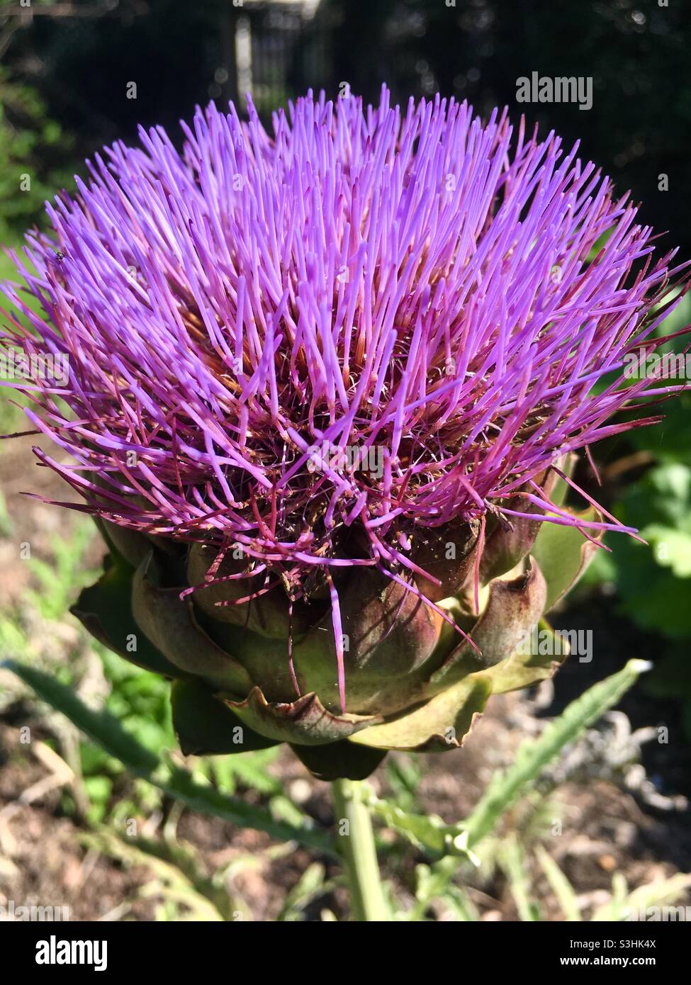 Purple artichoke flower Stock Photo - Alamy