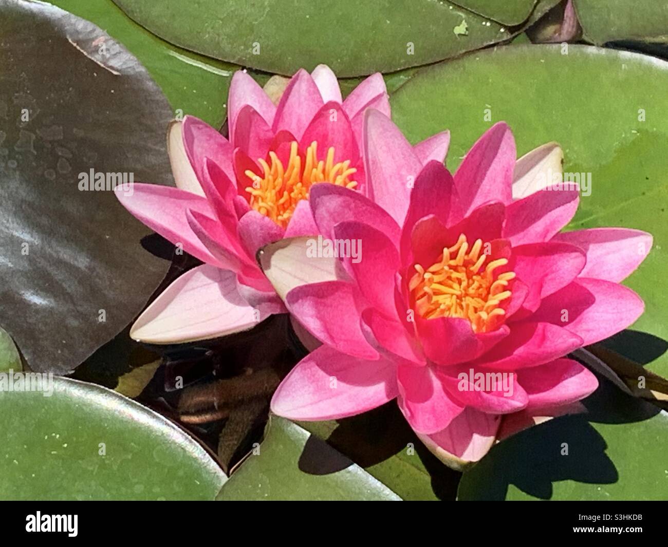 Pink Water Lilies Stock Photo Alamy