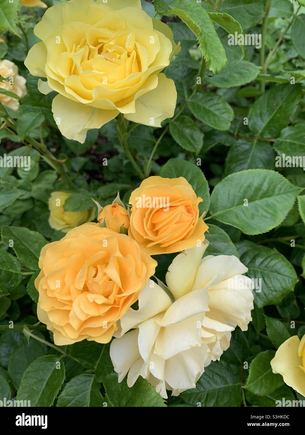 Yellow rose bush hi-res stock photography and images - Alamy