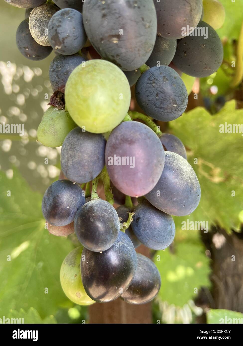 Grapes in the garden Stock Photo Alamy