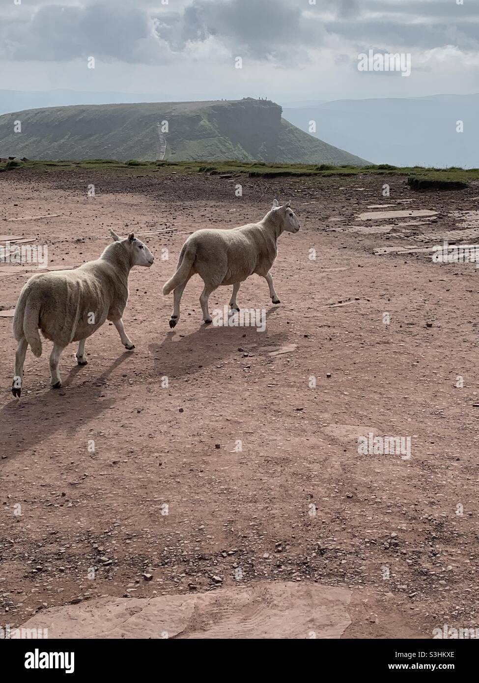 Two Sheep walking on pen y fan with corn du in the background - Smartphone Captured Stock Image