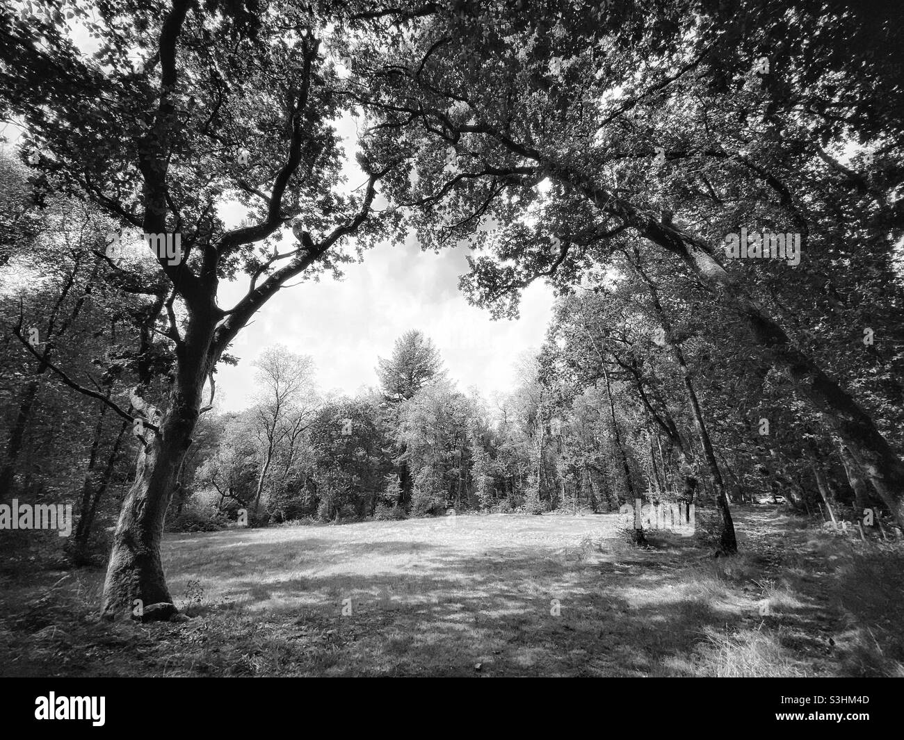 A black and white photograph of a field in woodland Stock Photo - Alamy