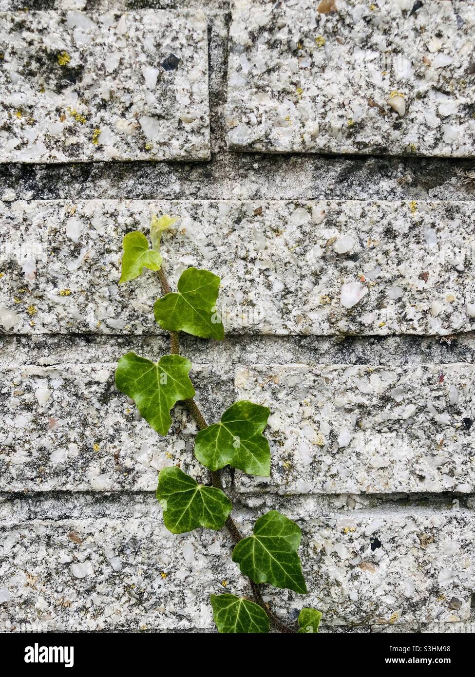 a green ivy tendril grows high on a gray brick wall Stock Photo