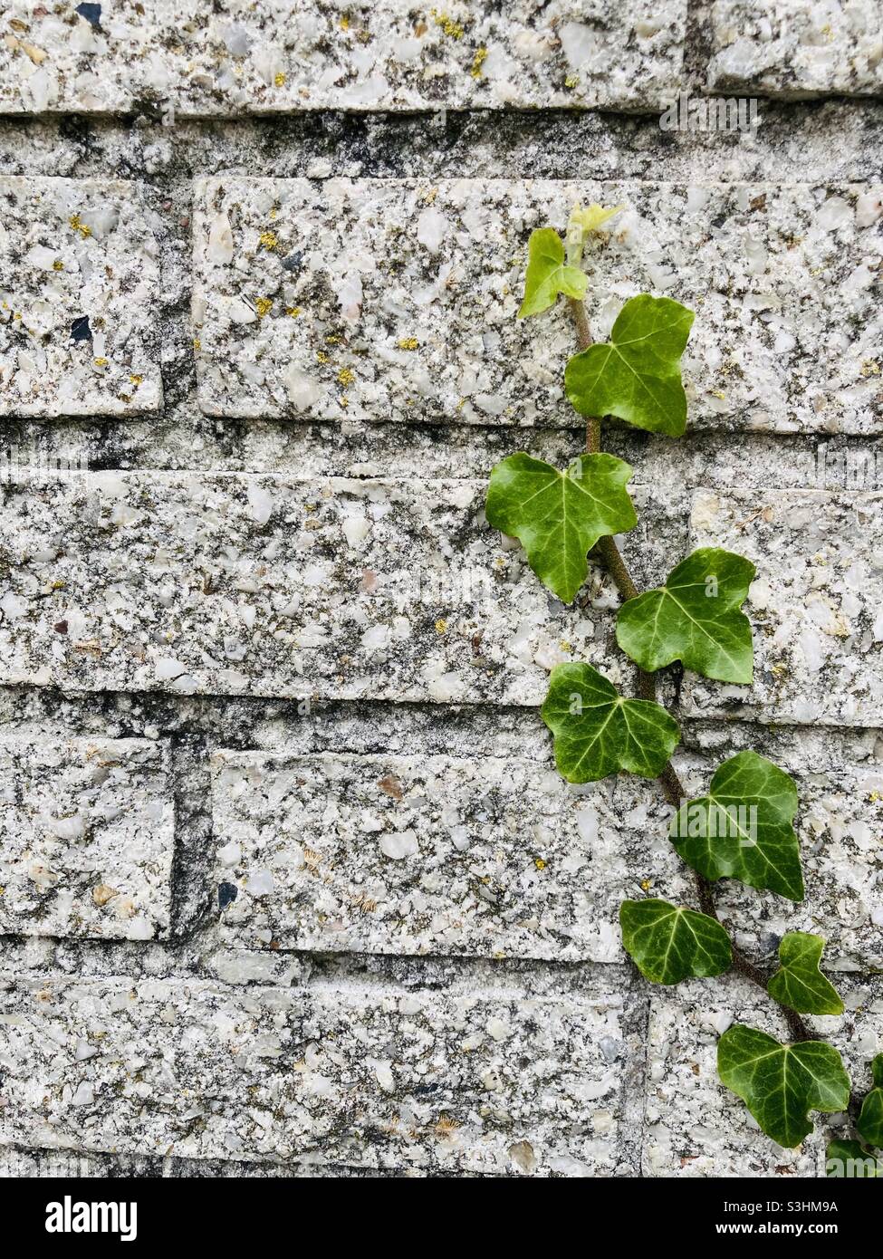 a green ivy tendril grows high on a gray brick wall Stock Photo