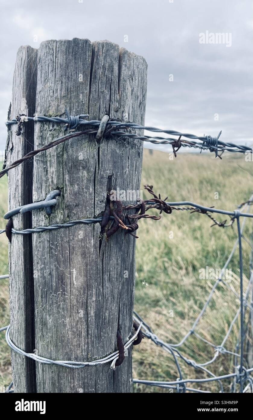 an old weathered wooden post to which barbed wire is tied stands in a meadow Stock Photo
