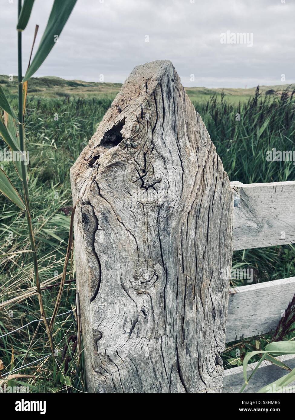 an old torn wooden fence post in a meadow with tall grass - Smartphone Captured Stock Image