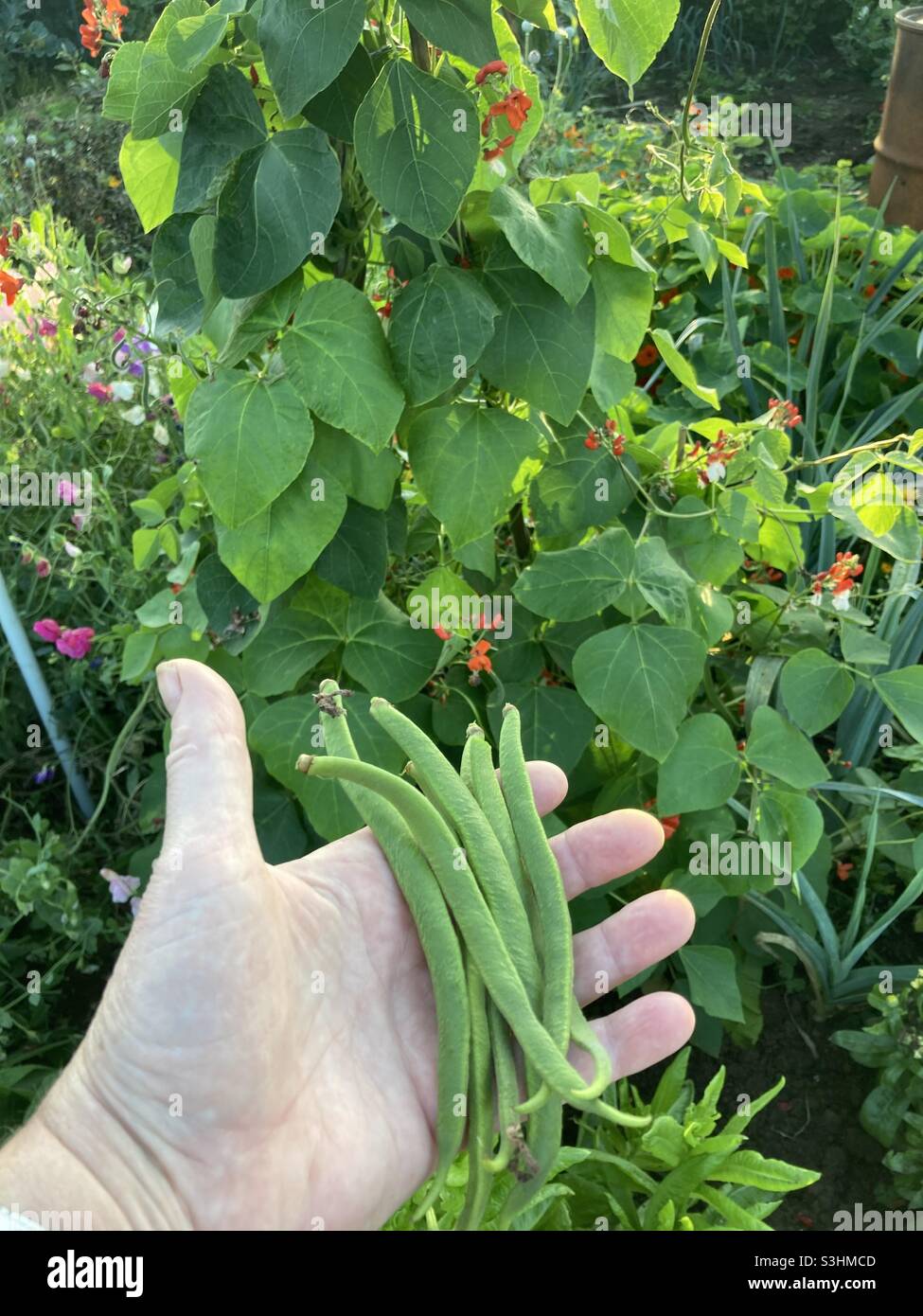 Runner beans picking hires stock photography and images Alamy