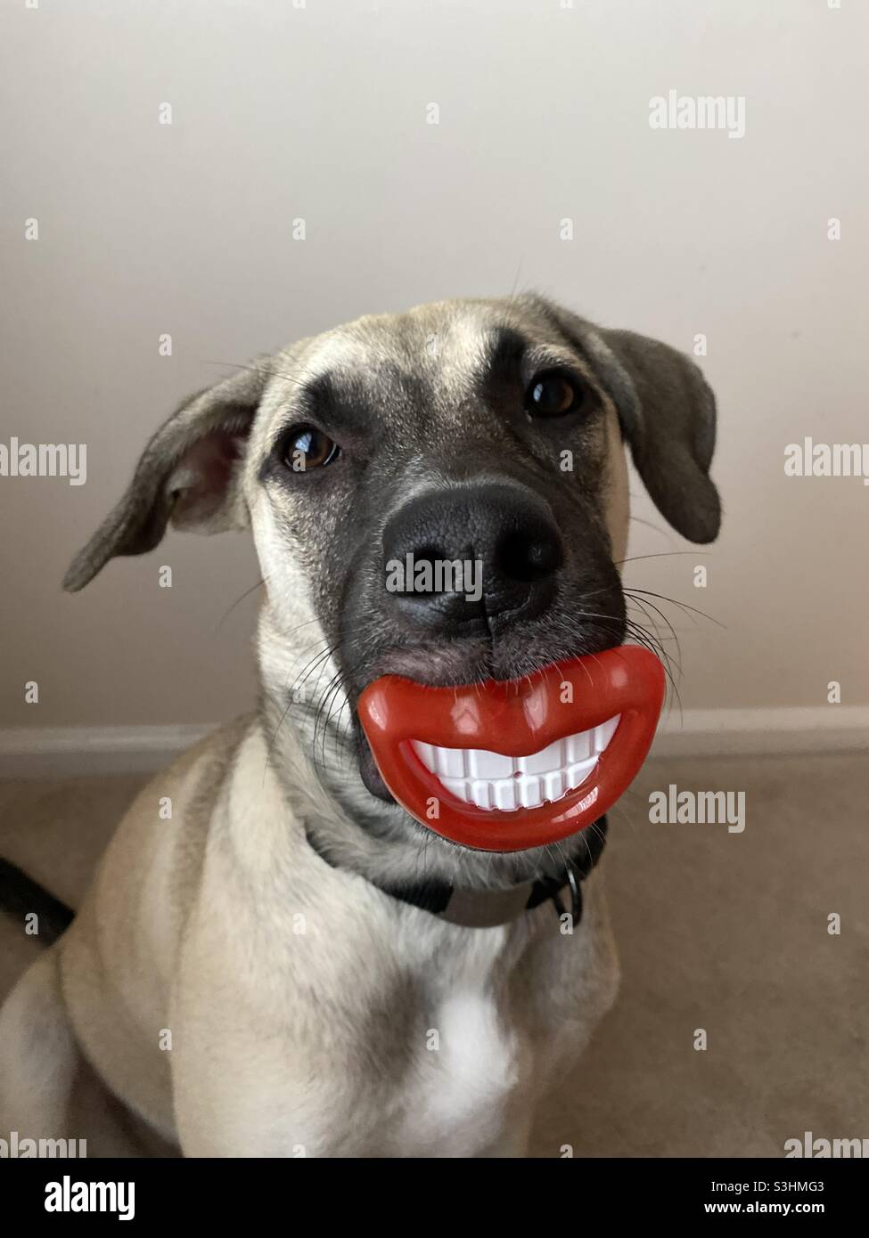 Portrait of a dog making a funny face using a silly chew toy in the shape of a toothy grin. Stock Photo