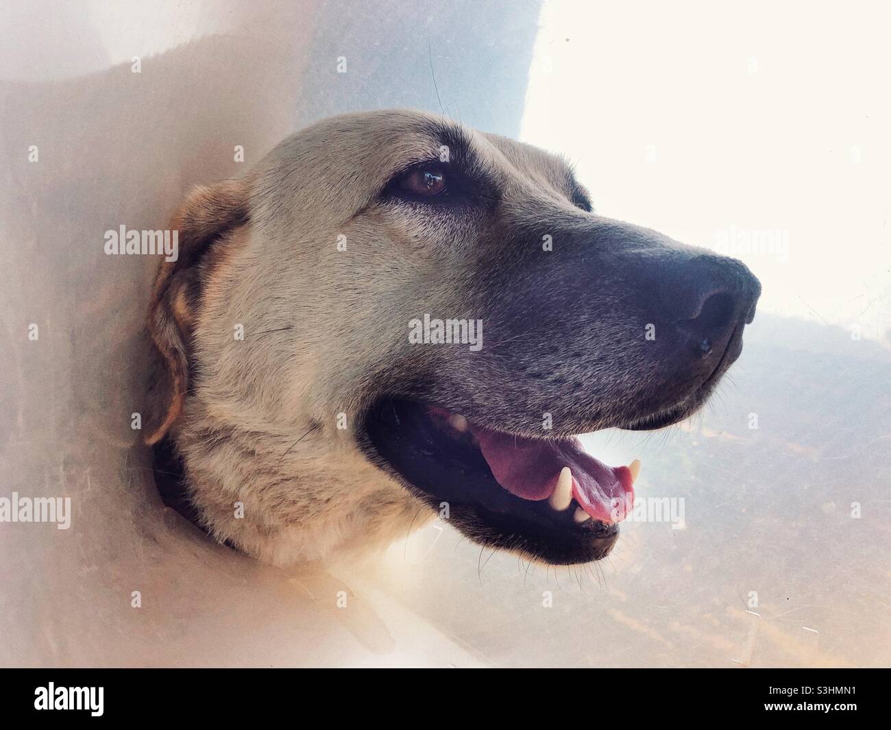 Turkish Kangal dog wearing a neck collar Stock Photo