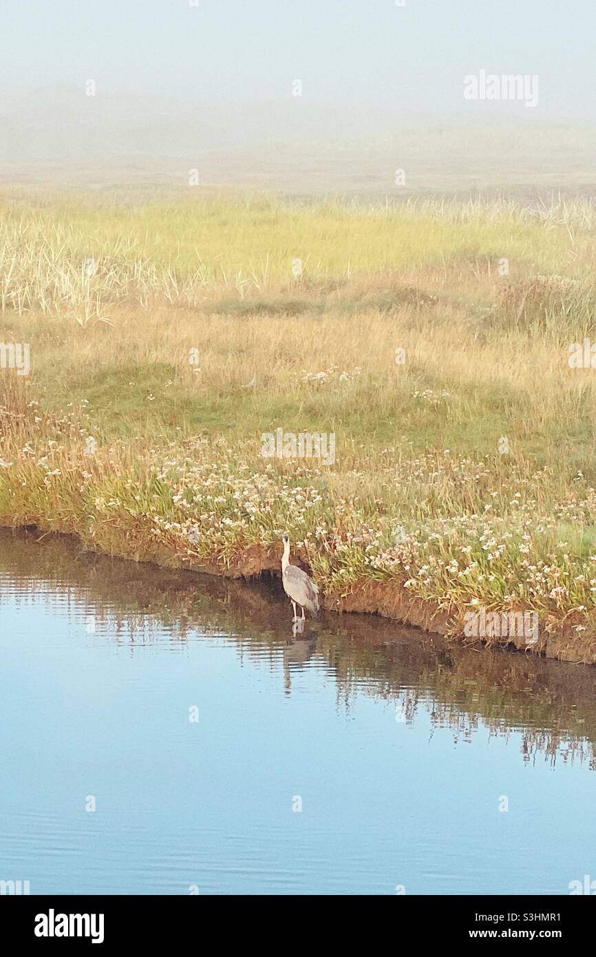 Heron in the river Crigyll Rhosneigr, Anglesey, Gwynedd, North Wales, UK in the early morning - Smartphone Captured Stock Image
