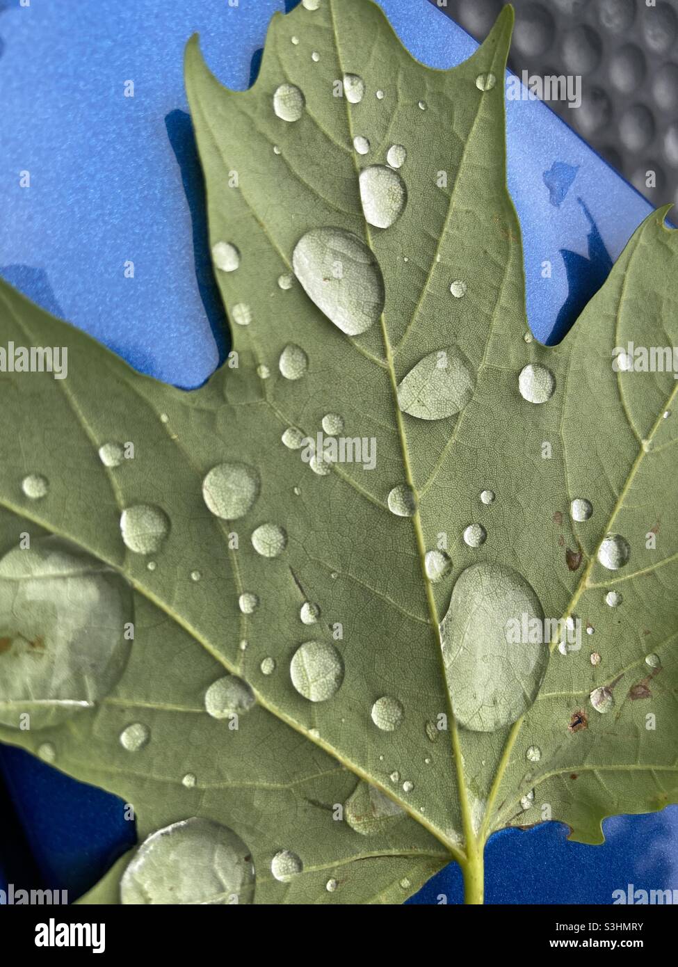 Dew on silver maple leaf Stock Photo