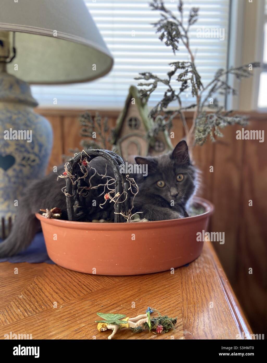 Kitten in a fairy garden Stock Photo - Alamy