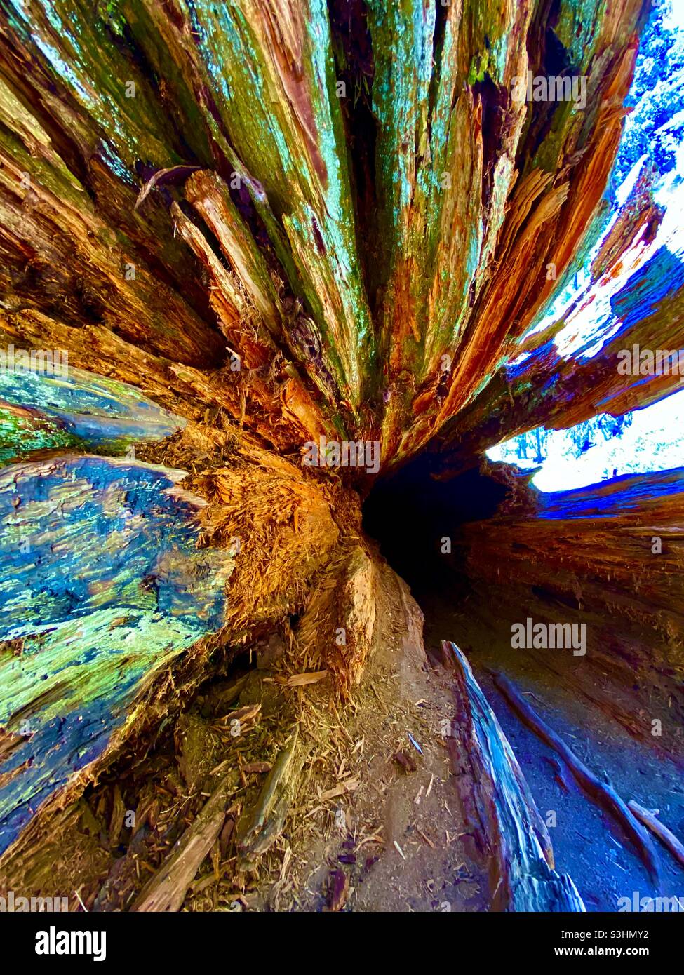 Dead Sequoia Tree - Smartphone Captured Stock Image