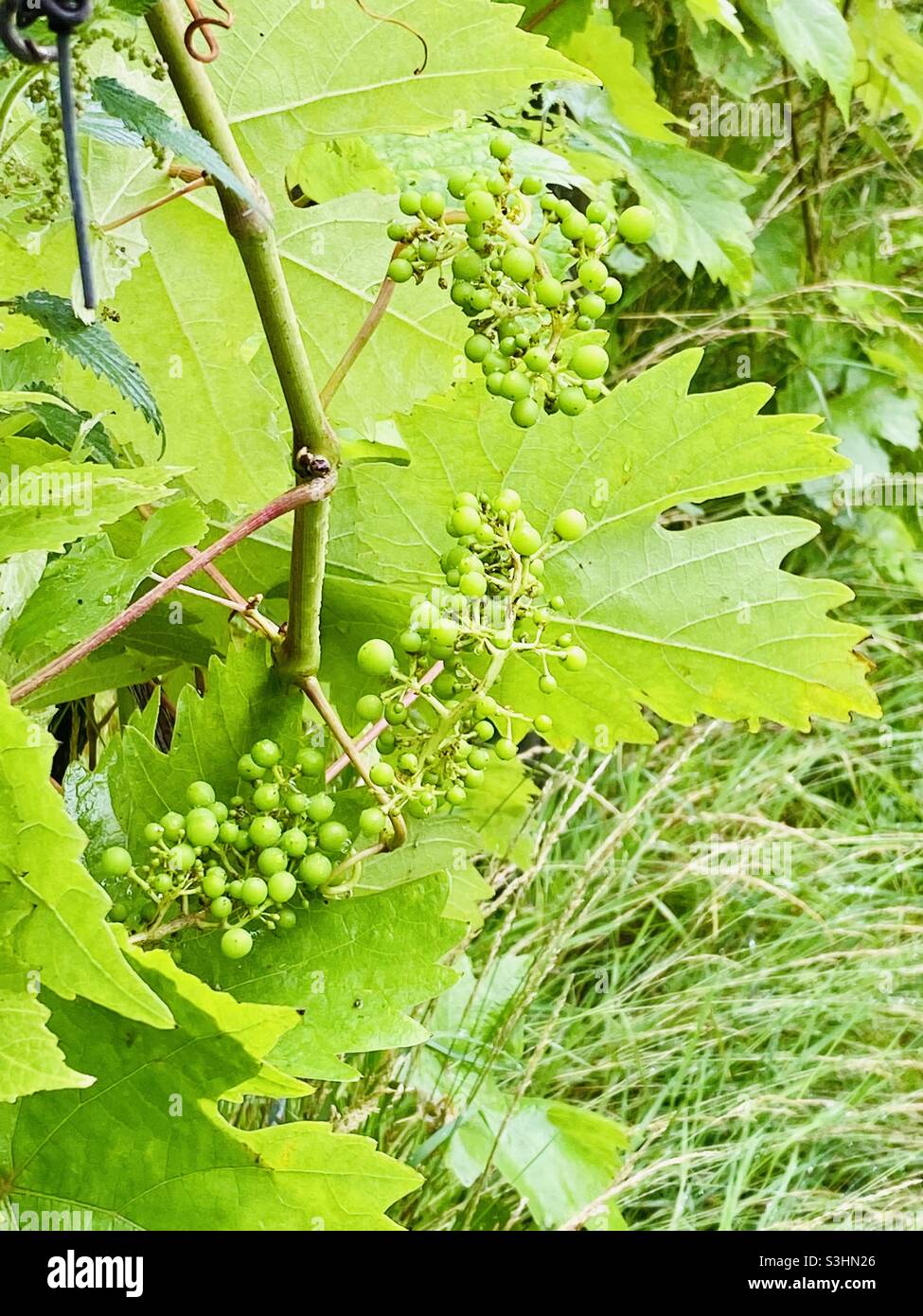 Grapes in a UK vineyard Stock Photo