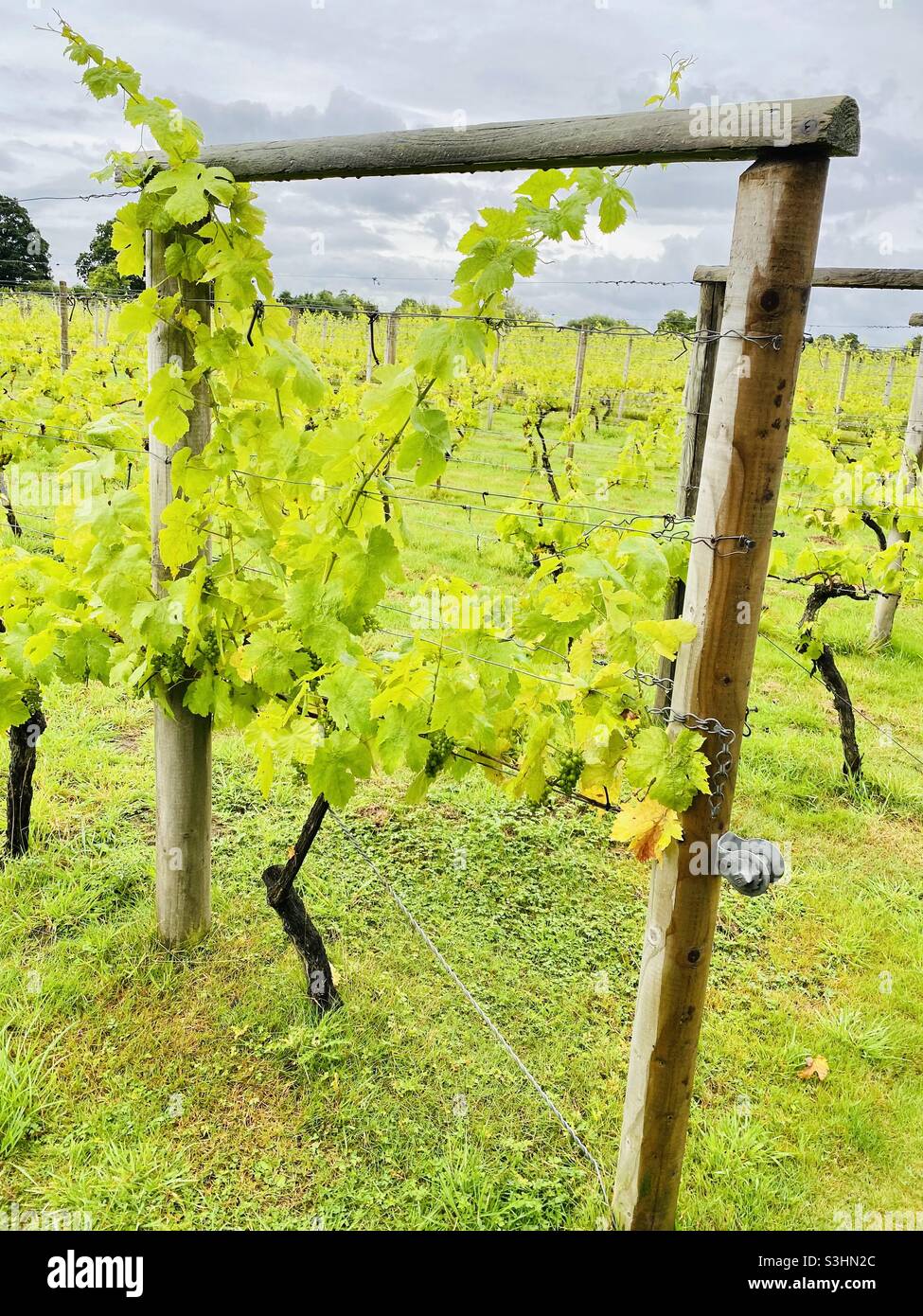 UK Vineyard, vineyard, countryside, fruit farm, wine process, grape farm, vines Stock Photo