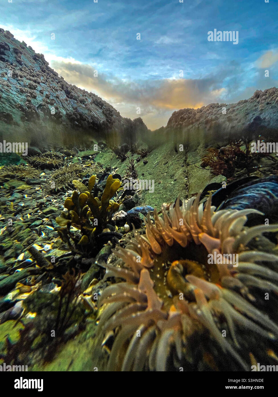 Sea anemone in a tide pool Stock Photo