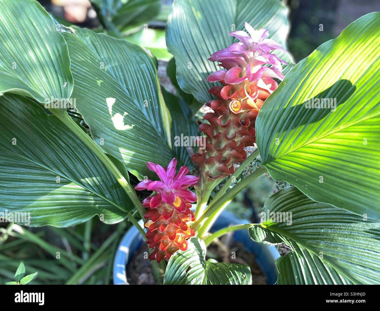 Second bloom on my orange torch ginger plant Stock Photo Alamy