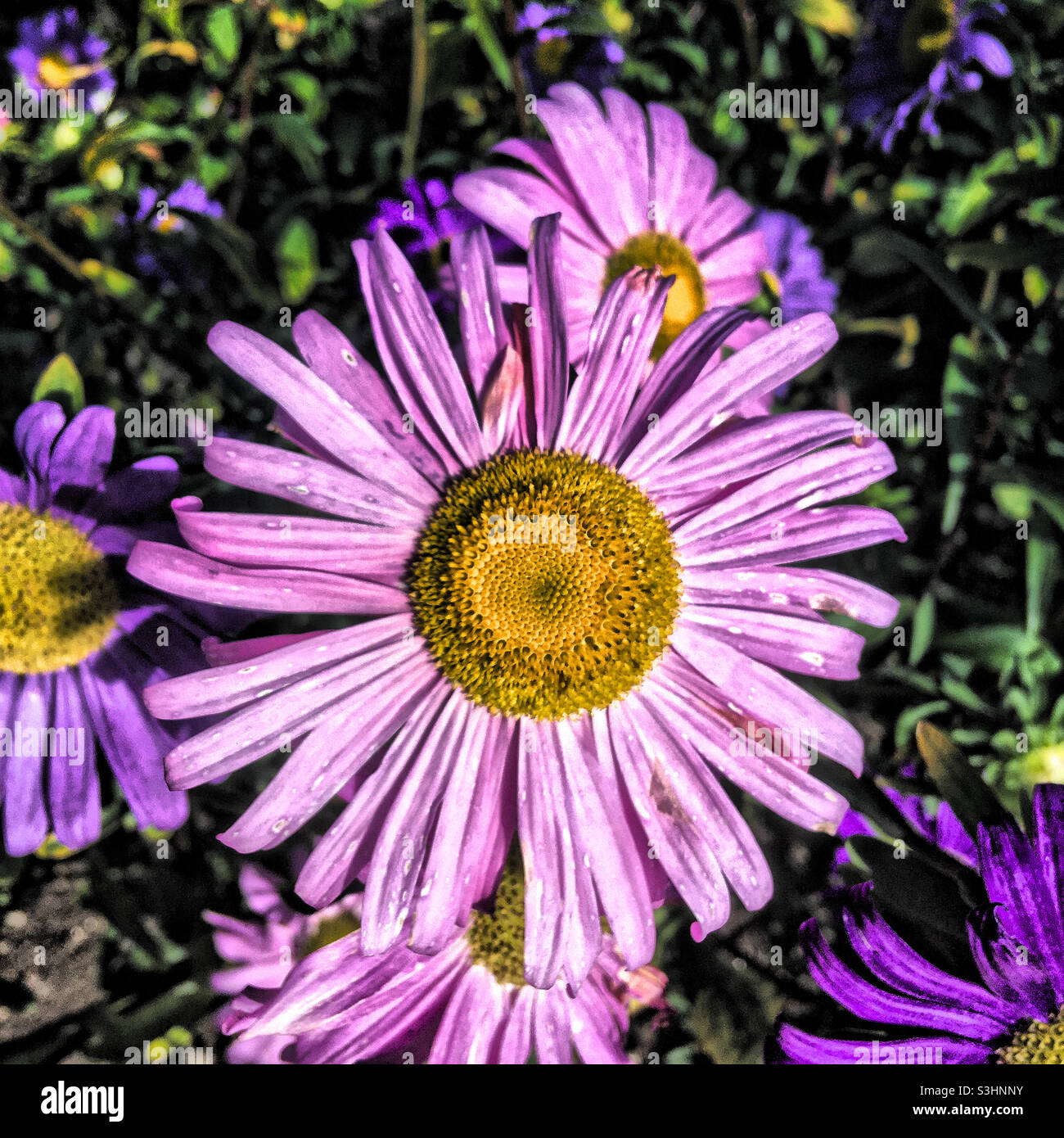 Flower Close Up - Smartphone Captured Stock Image