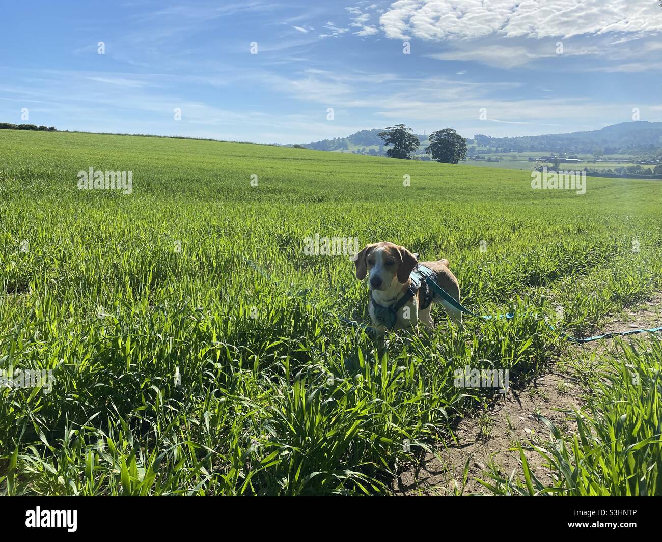 Beagle puppy in a field Stock Photo