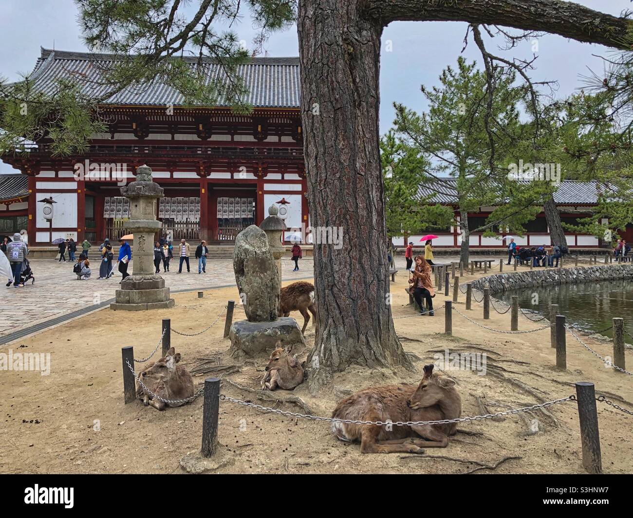 Deers resting around an old tree in Nara Park near the gate to Todaiji temple, Japan. - Smartphone Captured Stock Image