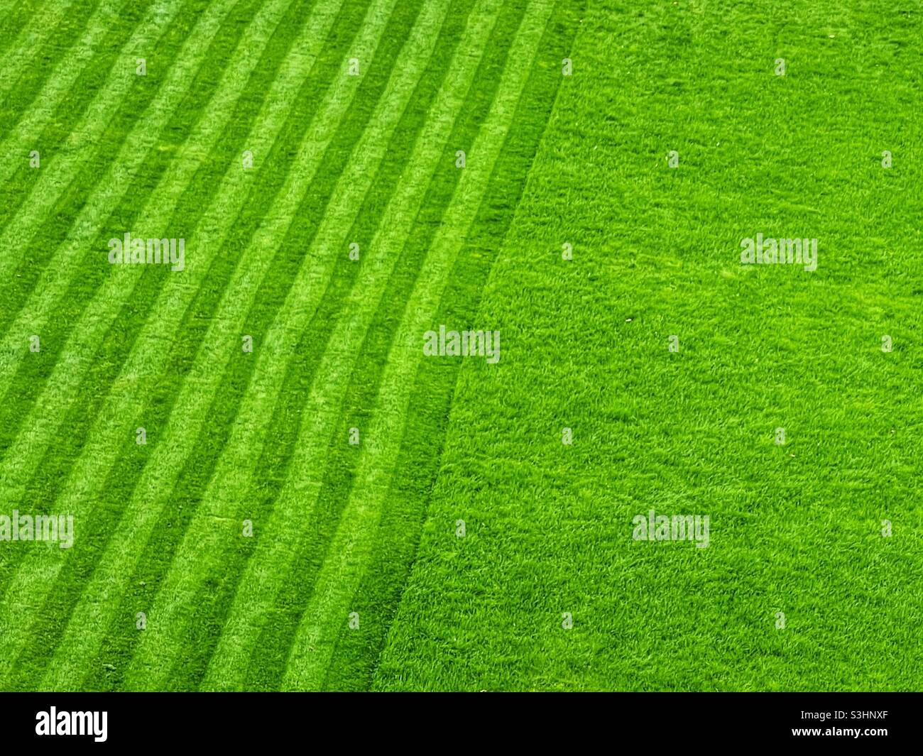 Stripes on a lawn being mown. No people. Copy space. Stock Photo