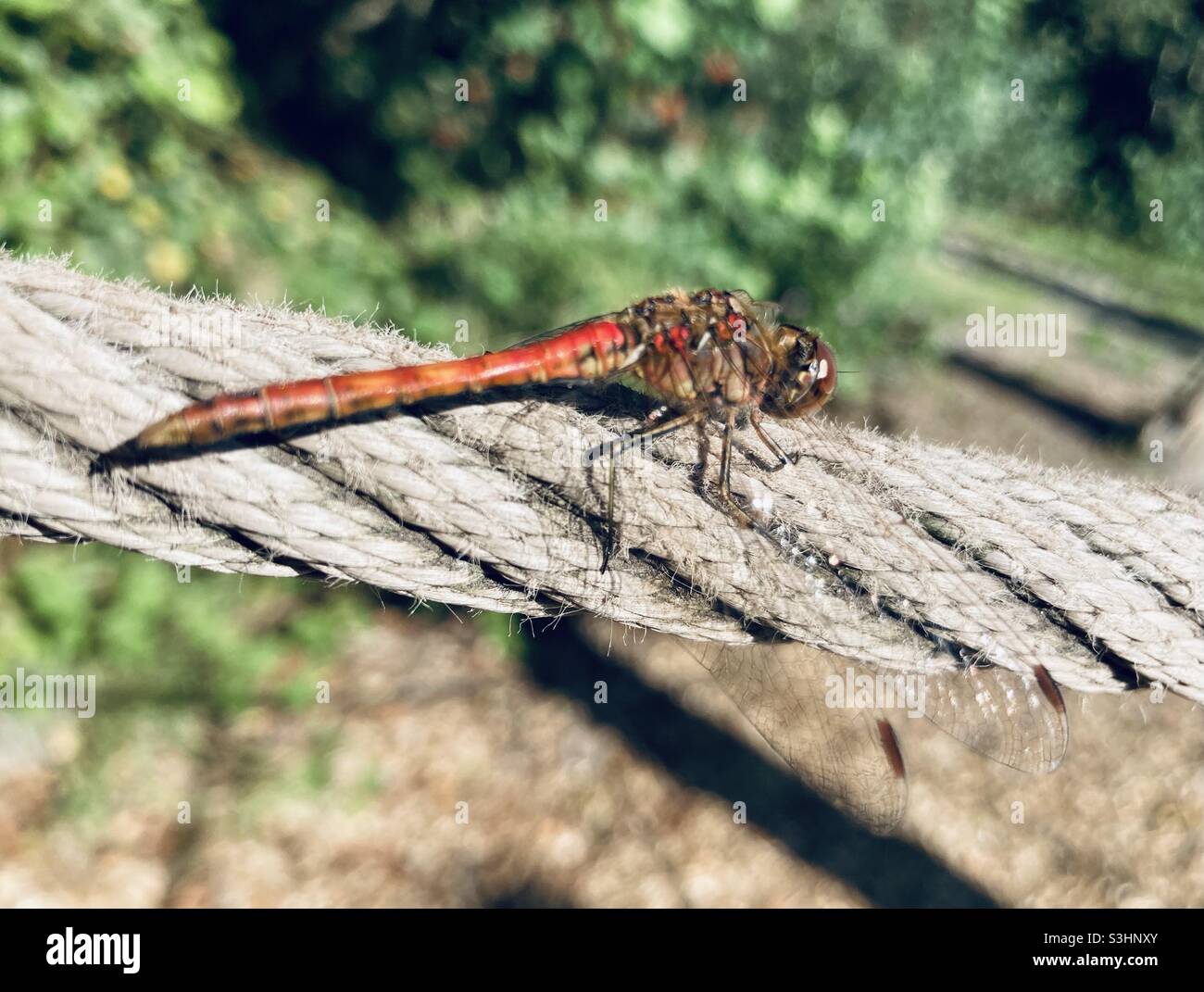 Red Dragon Fly sunbathing on Rope Stock Photo