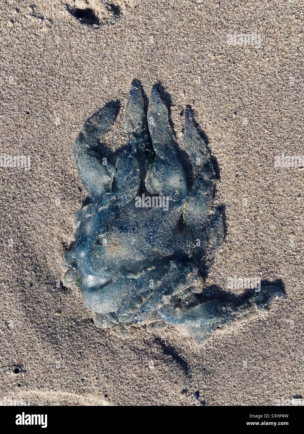 Jellyfish lying on beach looks like a blue Hand - Smartphone Captured Stock Image