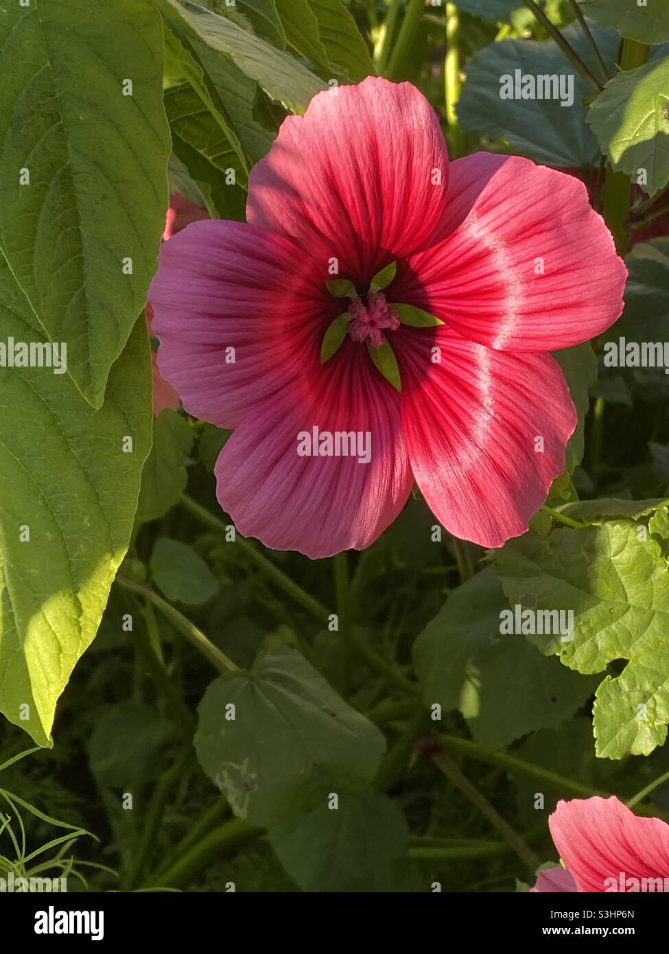 Pink and red garden flower - Smartphone Captured Stock Image
