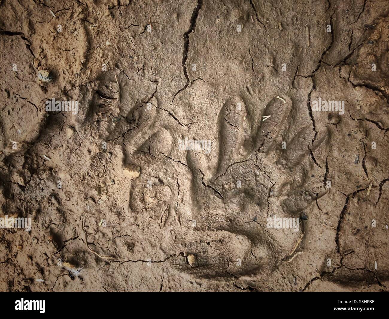 Dried mud raccoon paw imprints Stock Photo