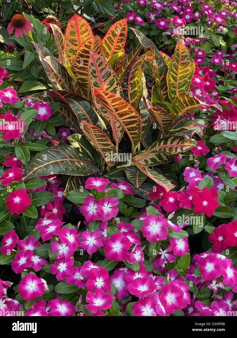 Variegated Croton plant with Madagascar Periwinkle flowers Stock Photo