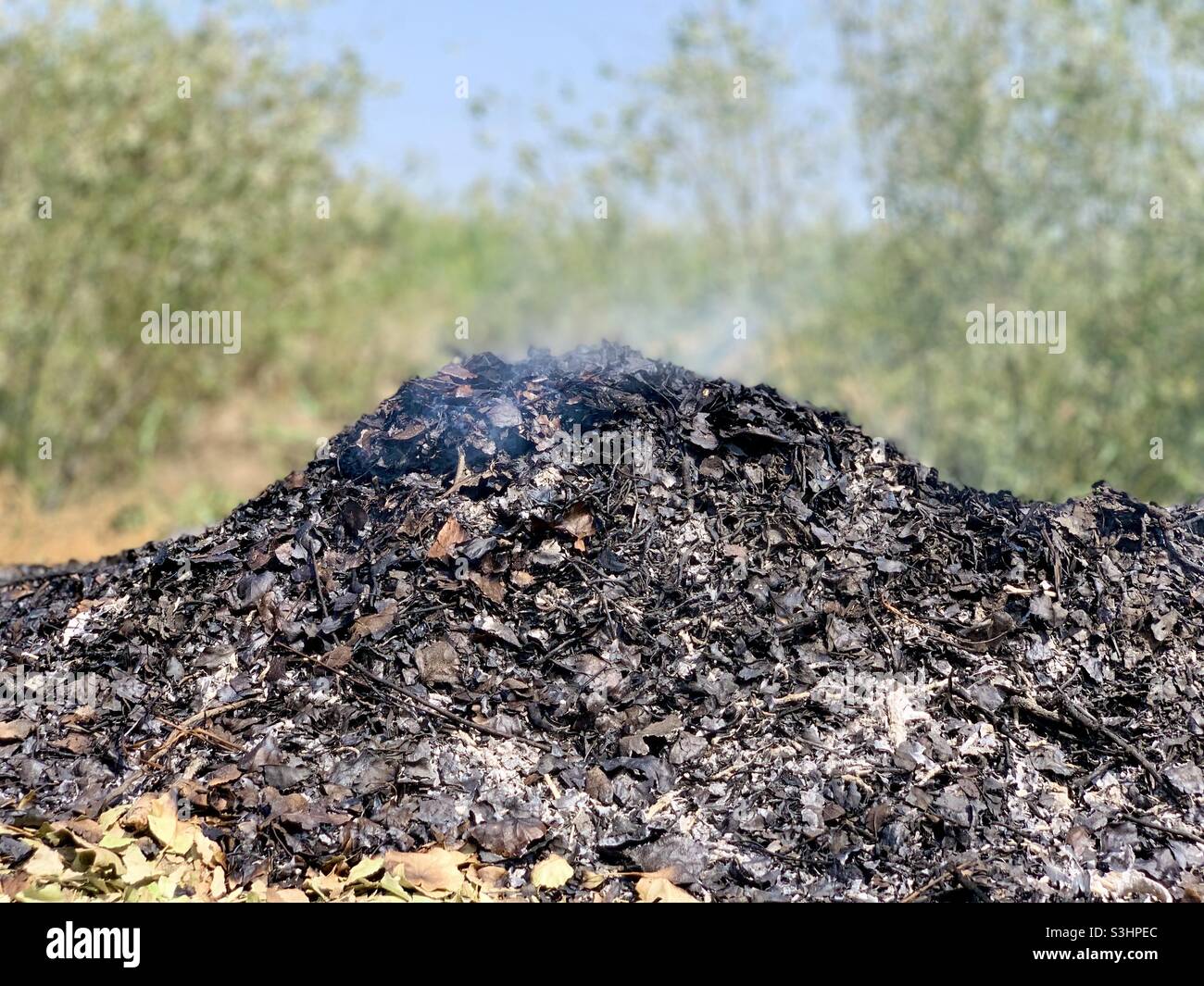 Burnt leaves Stock Photo