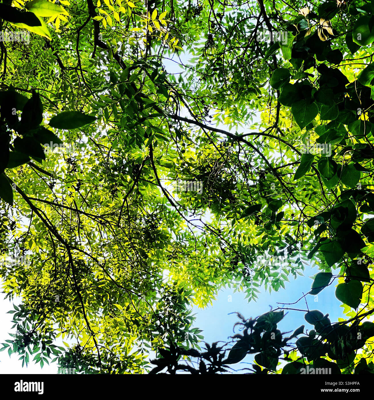 Tree leaf canopy Stock Photo Alamy