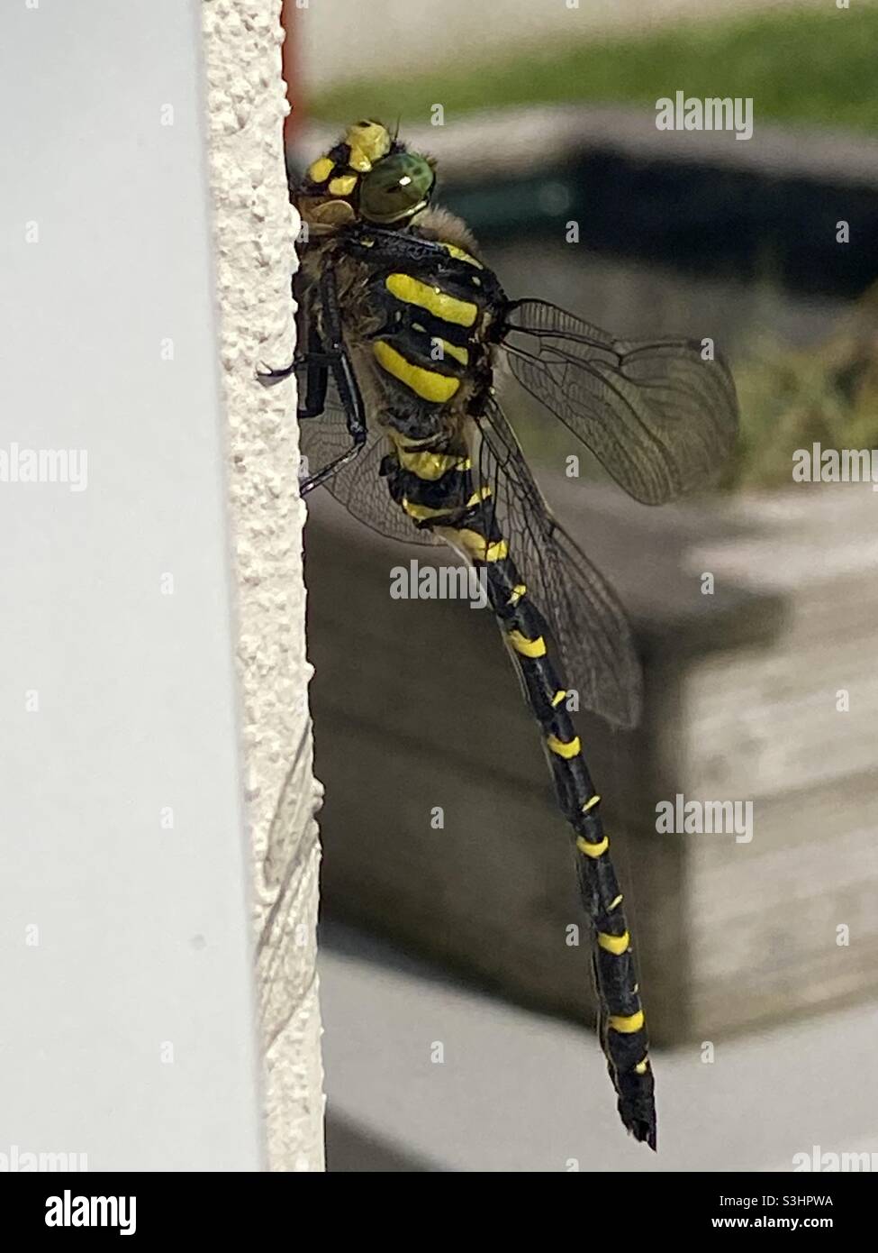 Black and yellow dragonfly hi-res stock photography and images - Alamy