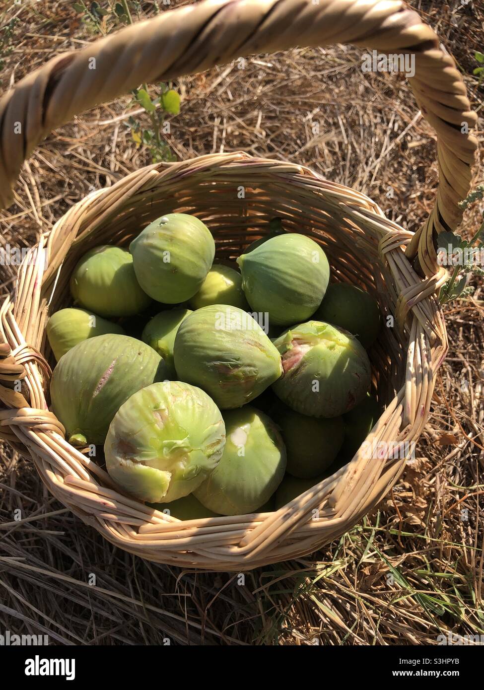 Freshly picked figs in a basket Stock Photo