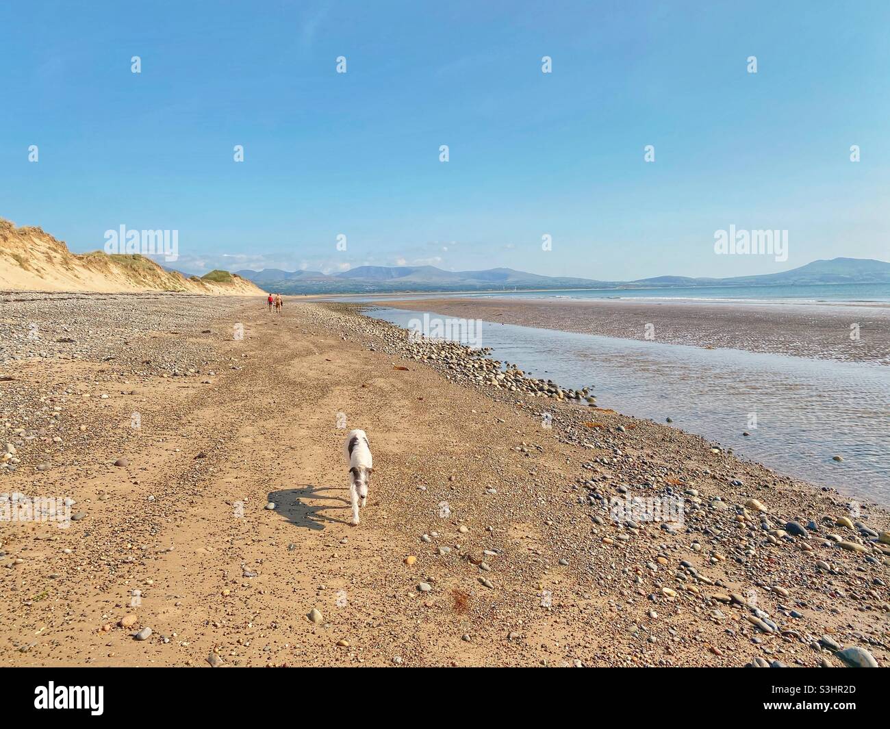 Dog walking off the Anglesey coast with Snowdonia mountain range in the background, Newborough beach, north Wales, uk - Smartphone Captured Stock Image