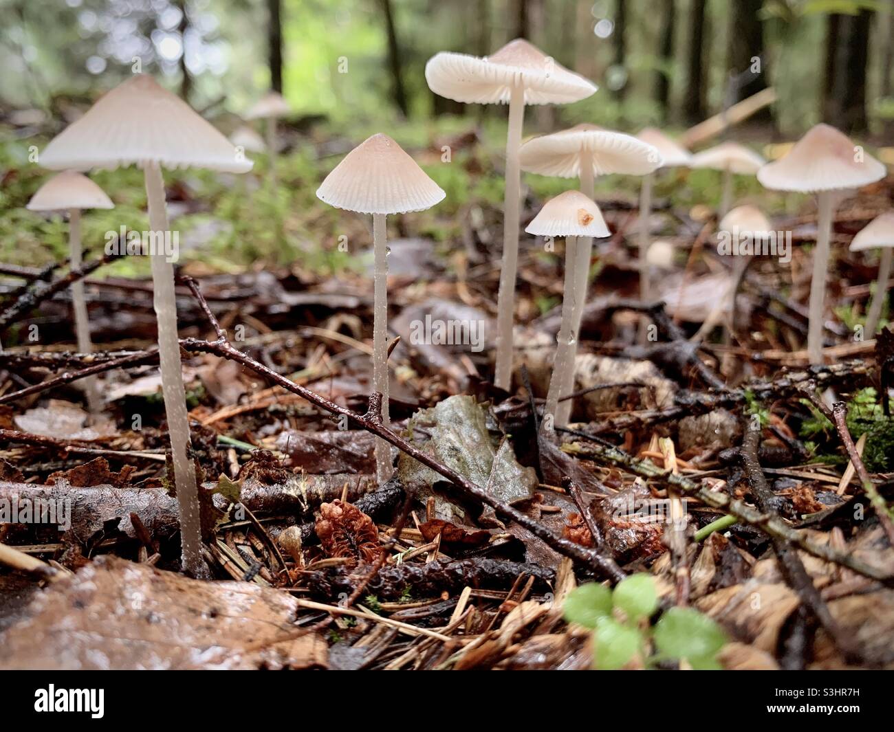 Mushrooms closeup in forest - Smartphone Captured Stock Image