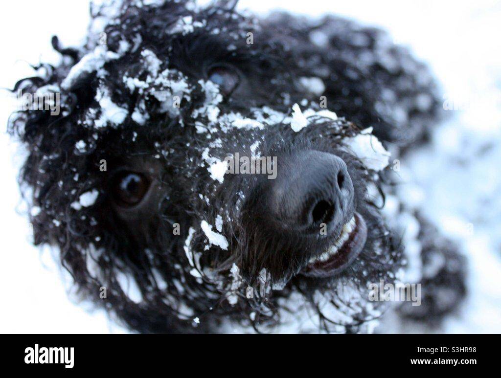 Cheeky snow dog Stock Photo