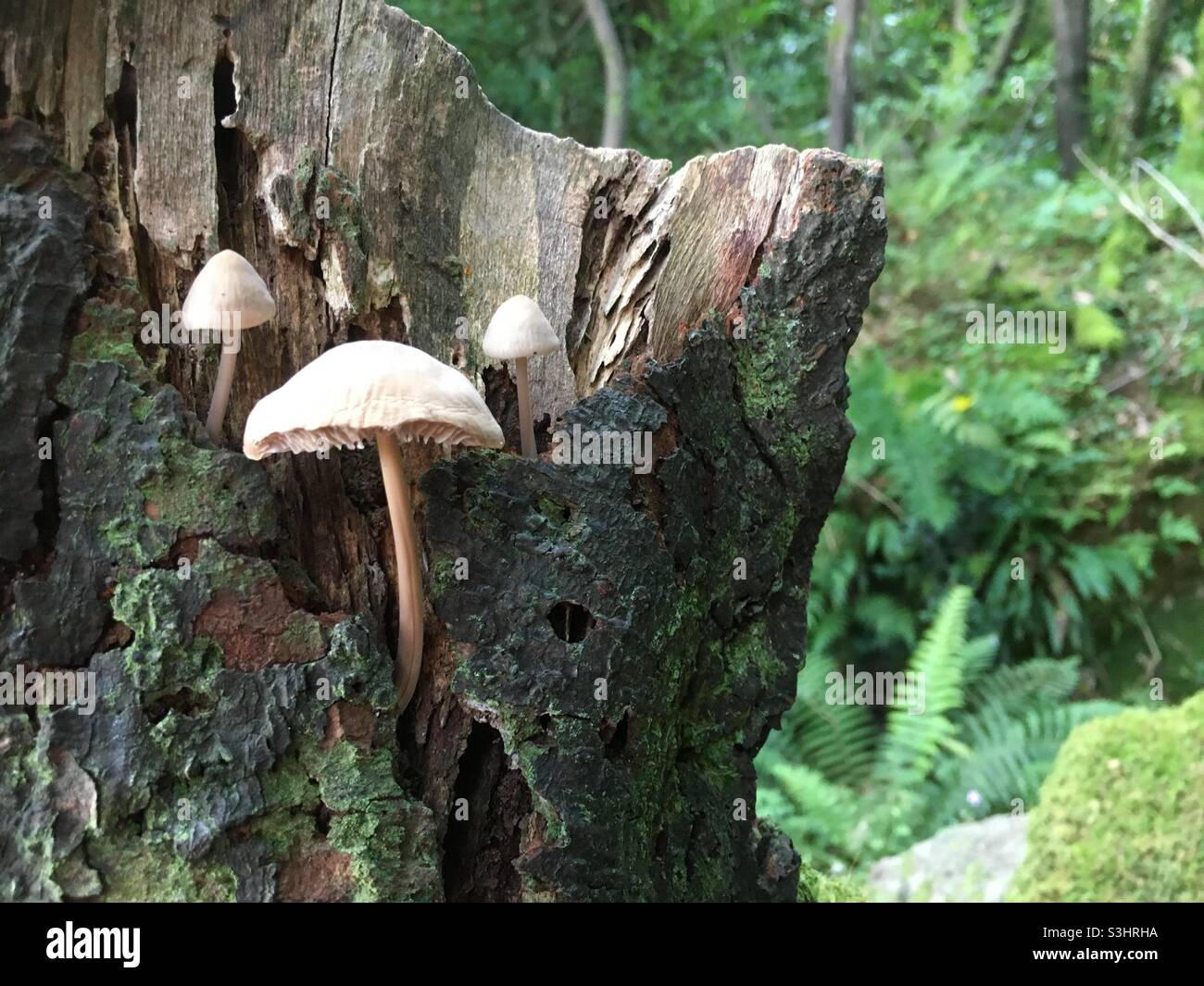 Mushrooms, wood, forest, nature, autumnal, tree stump, landscape - Smartphone Captured Stock Image