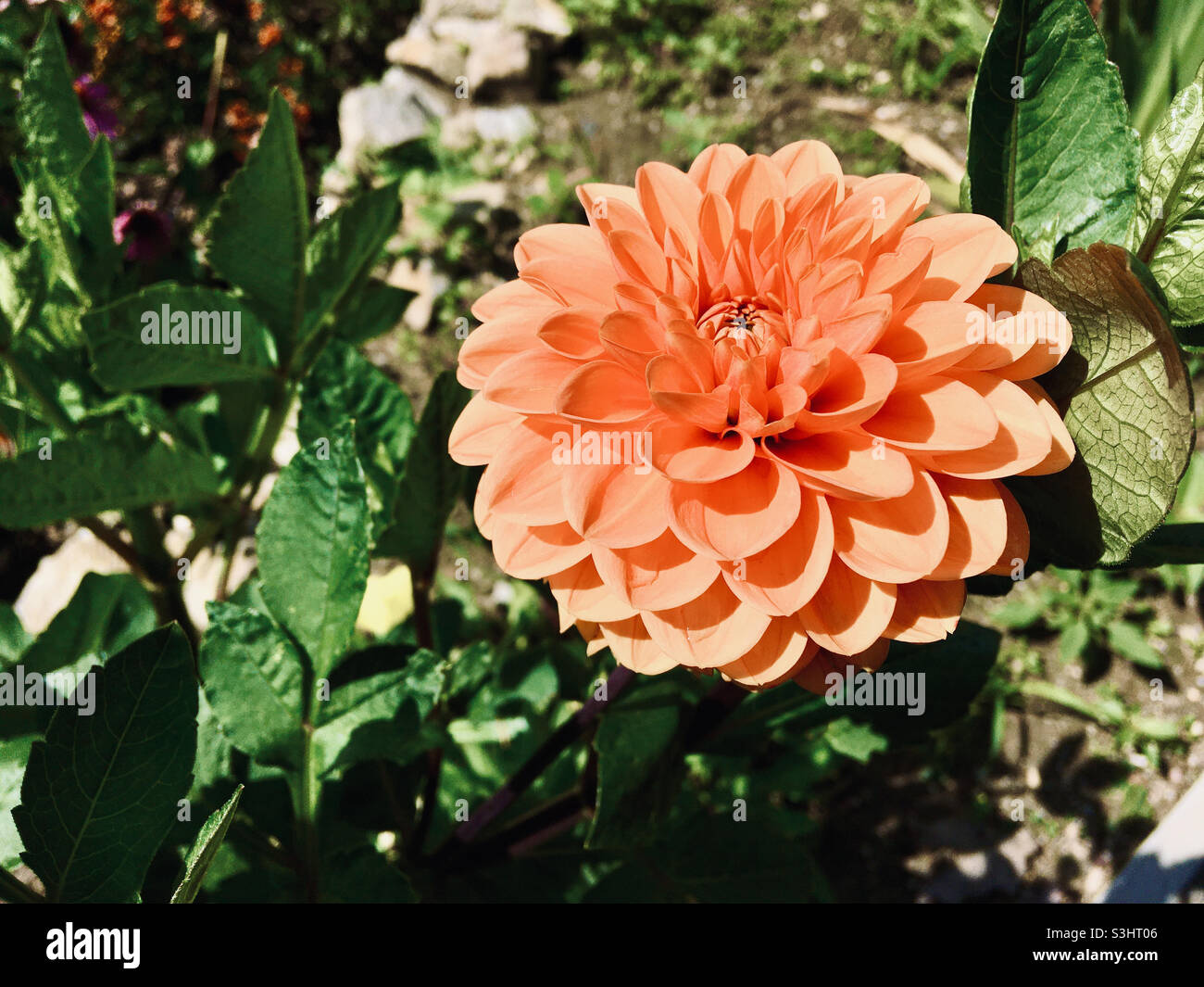 Orange colour Garden dahlia Dahlia pinnata flower head in summer - Smartphone Captured Stock Image