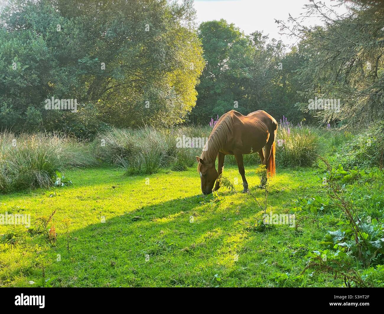 Horse grazing in evening sunlight. - Smartphone Captured Stock Image