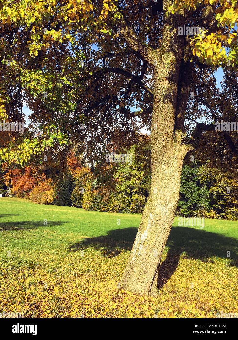 Autumn landscape with tree and foliage Stock Photo - Alamy