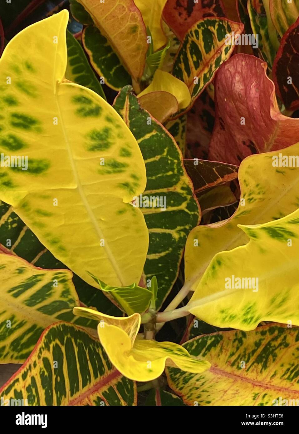 Variegated Croton plant Stock Photo