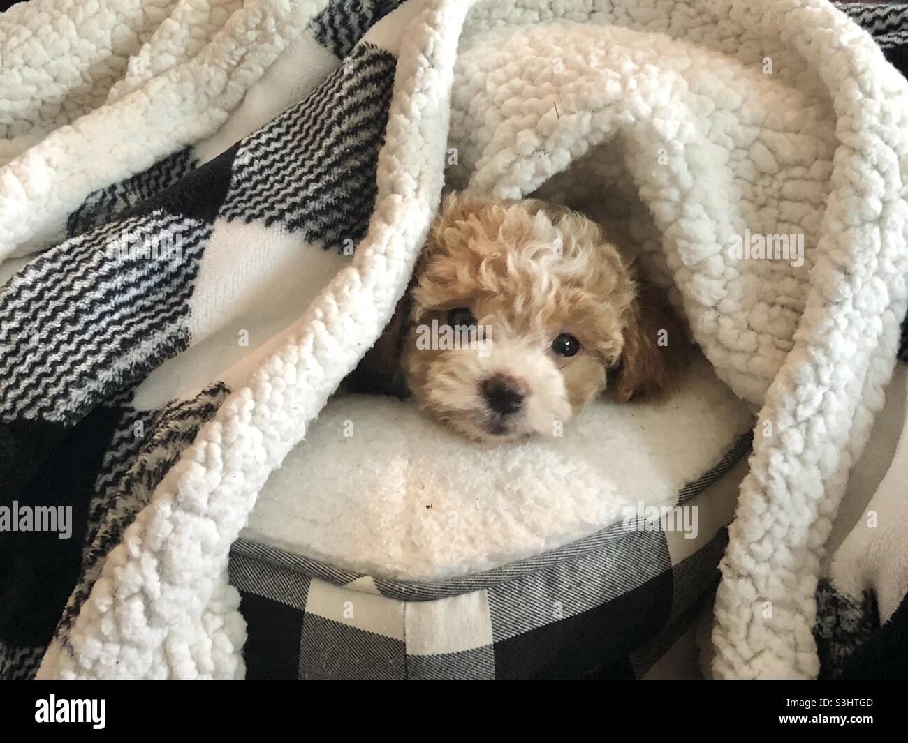Sleeping puppy wrapped in gingham blanket. Stock Photo