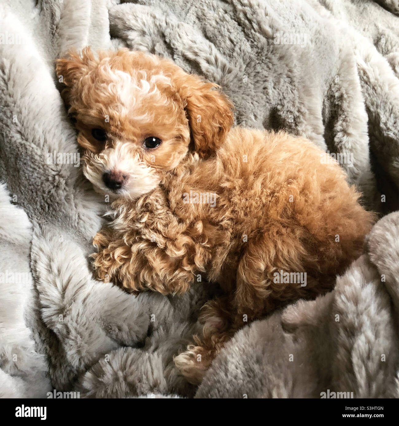 Cute Maltipoo puppy lays cuddled up on soft fuzzy gray blanket. Stock Photo