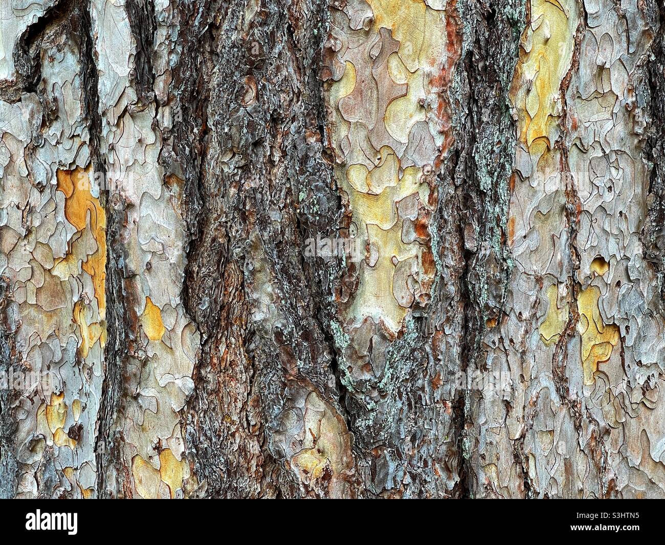 Closeup view of bark on the trunk of a mature tree Stock Photo